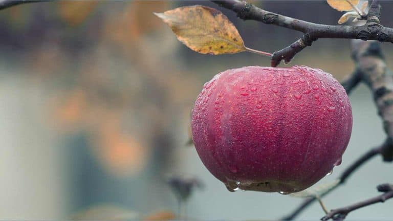 सेब खाने के फायदे- seb khane ke fayde in hindi